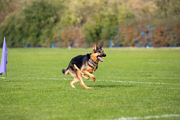 Image showing Sportive dog performing during the lure coursing in competition