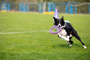 Image showing Sportive dog performing during the lure coursing in competition