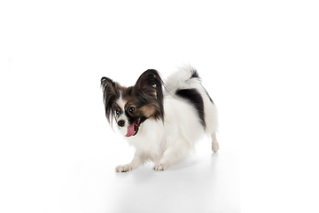 Image showing Studio shot of funny Papillon dog isolated on white studio background