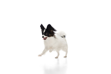 Image showing Studio shot of funny Papillon dog isolated on white studio background