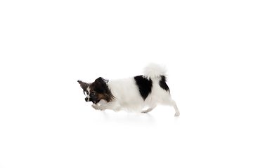 Image showing Studio shot of funny Papillon dog isolated on white studio background