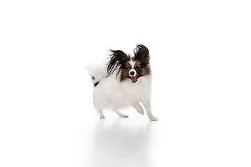 Image showing Studio shot of funny Papillon dog isolated on white studio background