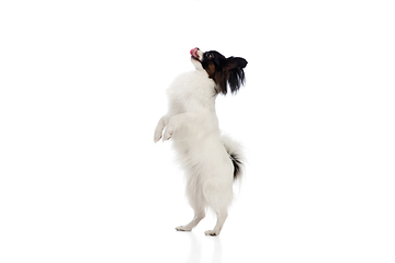 Image showing Studio shot of funny Papillon dog isolated on white studio background