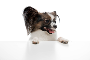 Image showing Studio shot of funny Papillon dog isolated on white studio background