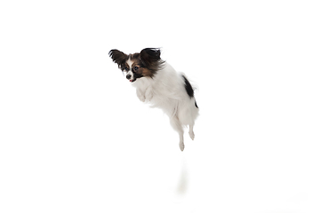 Image showing Studio shot of funny Papillon dog isolated on white studio background