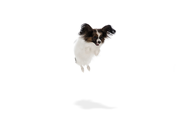 Image showing Studio shot of funny Papillon dog isolated on white studio background