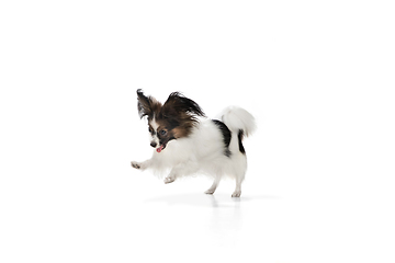 Image showing Studio shot of funny Papillon dog isolated on white studio background