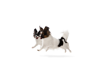 Image showing Studio shot of funny Papillon dogs isolated on white studio background