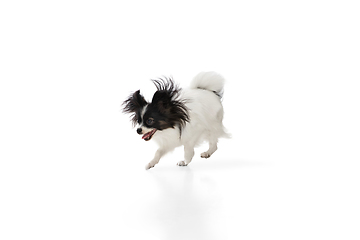 Image showing Studio shot of funny Papillon dog isolated on white studio background