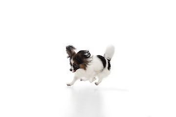 Image showing Studio shot of funny Papillon dog isolated on white studio background