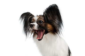 Image showing Studio shot of funny Papillon dog isolated on white studio background