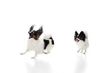 Image showing Studio shot of funny Papillon dogs isolated on white studio background