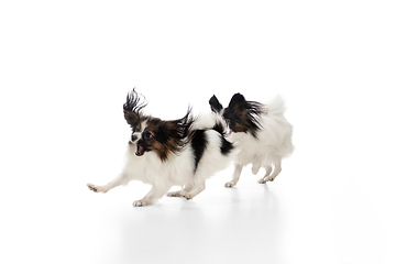 Image showing Studio shot of funny Papillon dogs isolated on white studio background