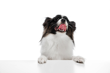 Image showing Studio shot of funny Papillon dog isolated on white studio background