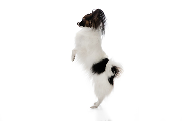 Image showing Studio shot of funny Papillon dog isolated on white studio background