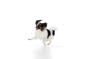 Image showing Studio shot of funny Papillon dog isolated on white studio background