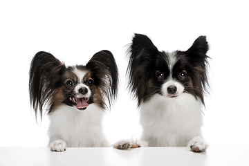 Image showing Studio shot of funny Papillon dogs isolated on white studio background