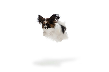 Image showing Studio shot of funny Papillon dog isolated on white studio background