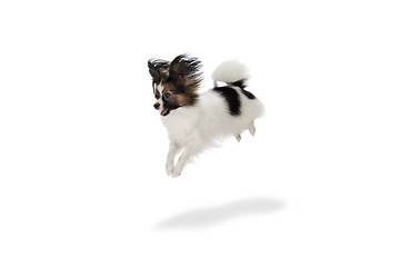 Image showing Studio shot of funny Papillon dog isolated on white studio background