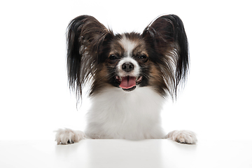 Image showing Studio shot of funny Papillon dog isolated on white studio background