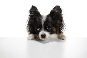 Image showing Studio shot of funny Papillon dog isolated on white studio background