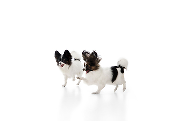 Image showing Studio shot of funny Papillon dogs isolated on white studio background