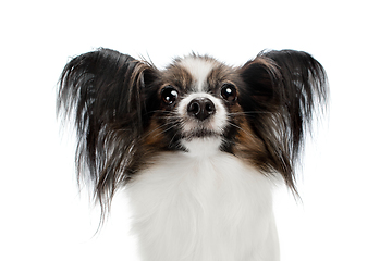 Image showing Studio shot of funny Papillon dog isolated on white studio background