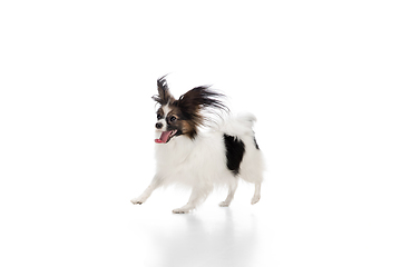 Image showing Studio shot of funny Papillon dog isolated on white studio background