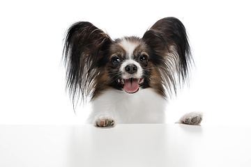 Image showing Studio shot of funny Papillon dog isolated on white studio background