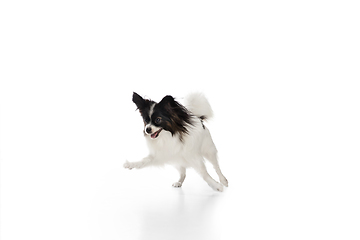 Image showing Studio shot of funny Papillon dog isolated on white studio background