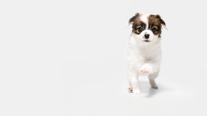 Image showing Studio shot of Papillon Fallen little dog isolated on white studio background