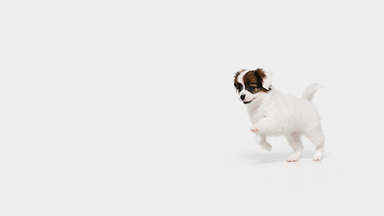 Image showing Studio shot of Papillon Fallen little dog isolated on white studio background