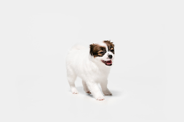 Image showing Studio shot of Papillon Fallen little dog isolated on white studio background