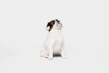 Image showing Studio shot of Papillon Fallen little dog isolated on white studio background