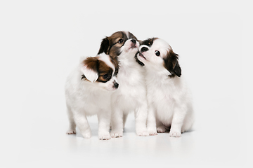Image showing Studio shot of Papillon Fallen little dogs isolated on white studio background