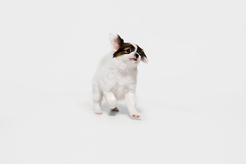 Image showing Studio shot of Papillon Fallen little dog isolated on white studio background