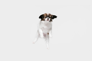 Image showing Studio shot of Papillon Fallen little dog isolated on white studio background