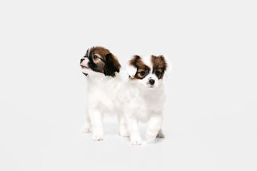 Image showing Studio shot of Papillon Fallen little dogs isolated on white studio background