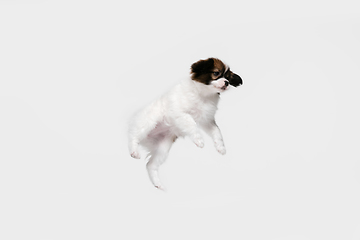 Image showing Studio shot of Papillon Fallen little dog isolated on white studio background