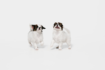 Image showing Studio shot of Papillon Fallen little dogs isolated on white studio background