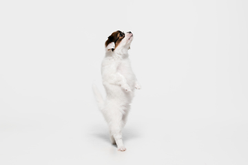 Image showing Studio shot of Papillon Fallen little dog isolated on white studio background