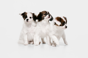 Image showing Studio shot of Papillon Fallen little dogs isolated on white studio background