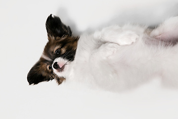 Image showing Studio shot of Papillon Fallen little dog isolated on white studio background