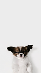 Image showing Studio shot of Papillon Fallen little dog isolated on white studio background