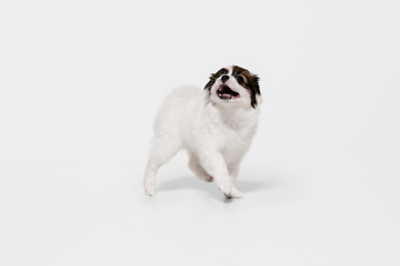 Image showing Studio shot of Papillon Fallen little dog isolated on white studio background