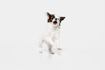 Image showing Studio shot of Papillon Fallen little dog isolated on white studio background