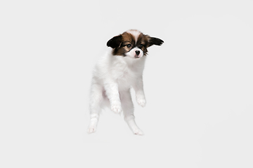 Image showing Studio shot of Papillon Fallen little dog isolated on white studio background