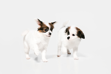 Image showing Studio shot of Papillon Fallen little dogs isolated on white studio background