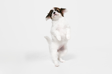 Image showing Studio shot of Papillon Fallen little dog isolated on white studio background