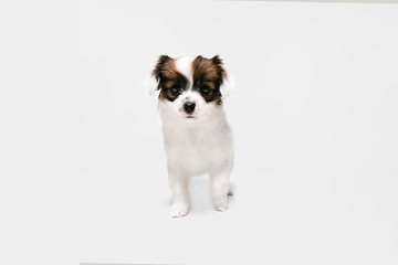 Image showing Studio shot of Papillon Fallen little dog isolated on white studio background